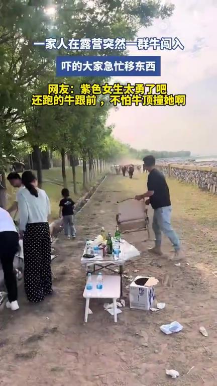 一家人在露营突然一群牛闯入~