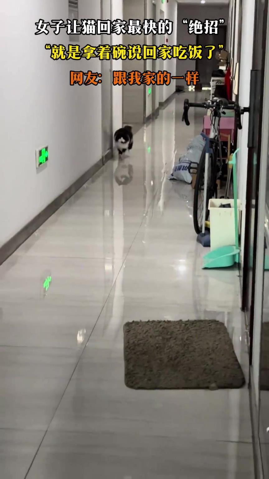 女子让猫回家最快的“绝招”，就是拿着碗说回家吃饭了
