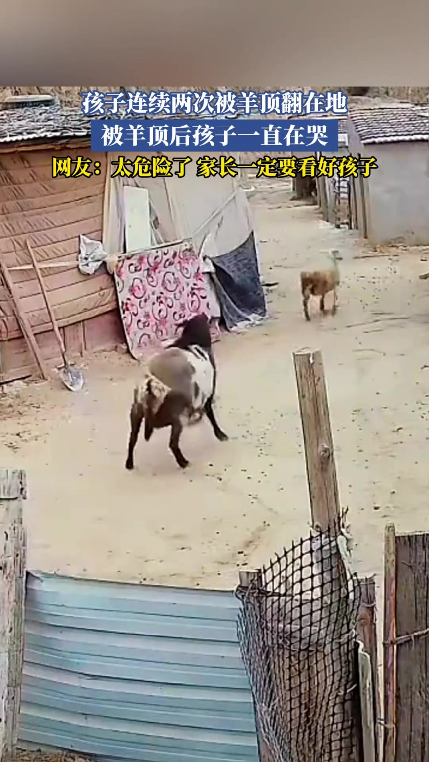 孩子連續(xù)兩次被羊頂翻在地，被羊頂后孩子一直在哭