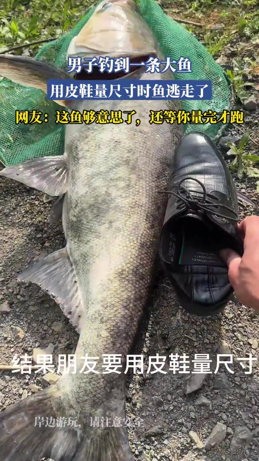 男子钓到一条大鱼，用皮鞋量尺寸时鱼逃走了