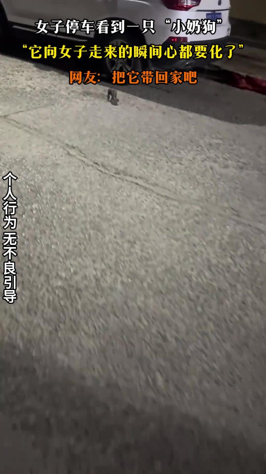 女子停车看到一只“小奶狗”，它向女子走来的瞬间心都要化了