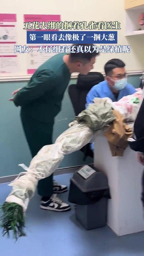 五花大綁的捆著孔雀看醫(yī)生 第一眼看去像極了一捆大蔥
