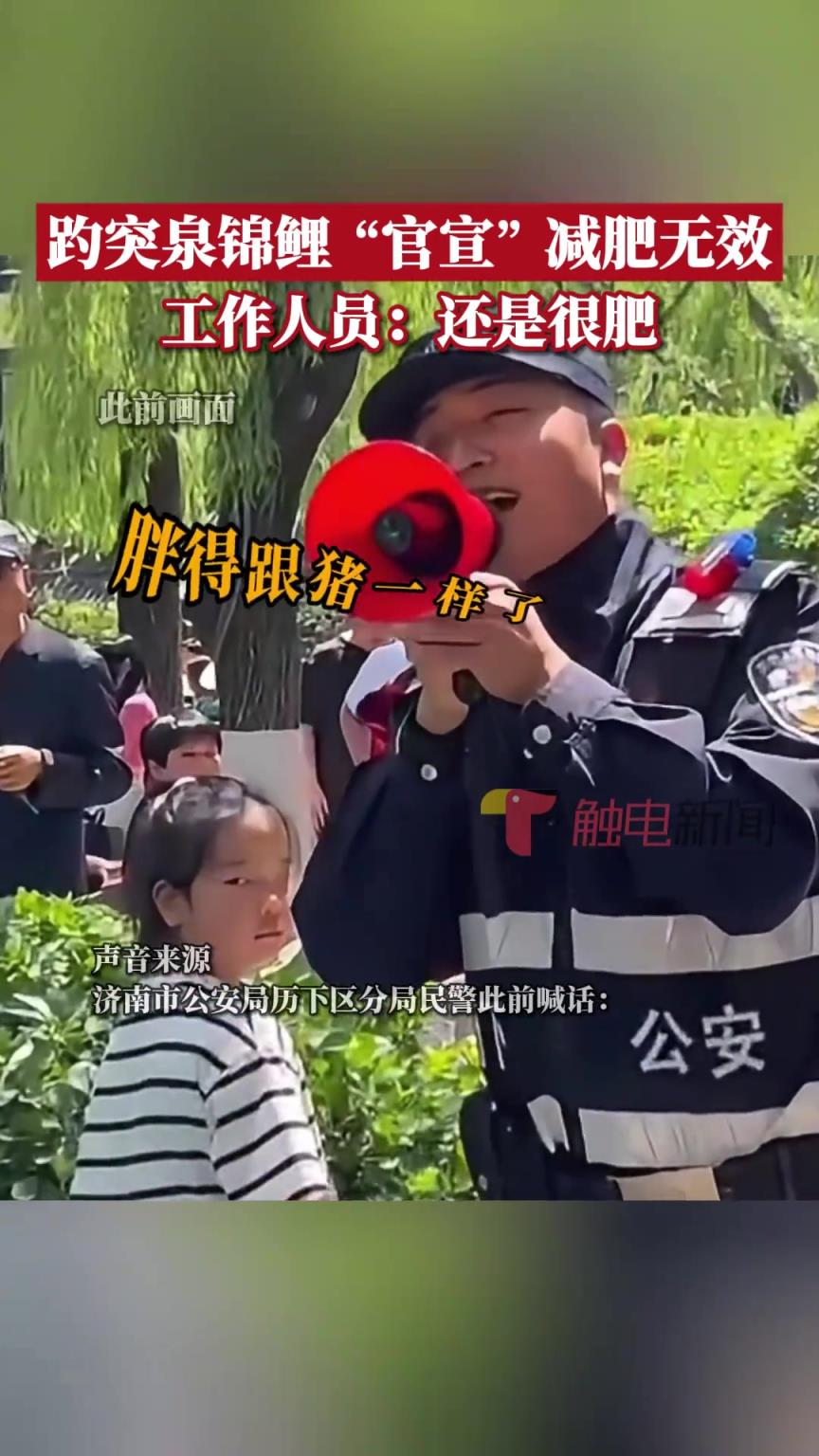 工作人员介绍，目前锦鲤减肥还未成功