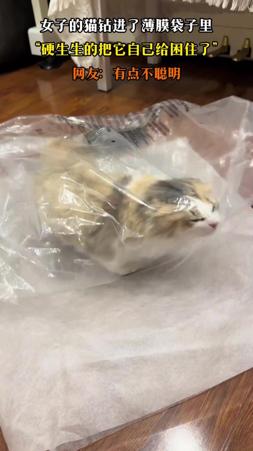 女子的猫钻进了薄膜袋子里，硬生生的把它自己给困住了