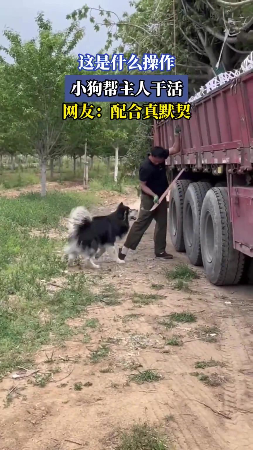 这是什么操作，小狗帮主人干活，网友：配合真默契