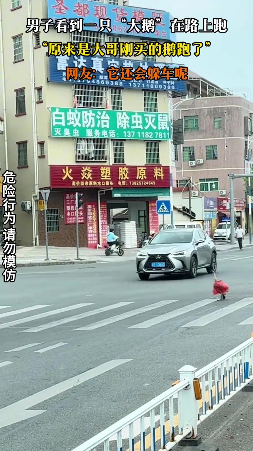 男子看到一只“大鹅”在路上跑，原来是大哥刚买的鹅跑了