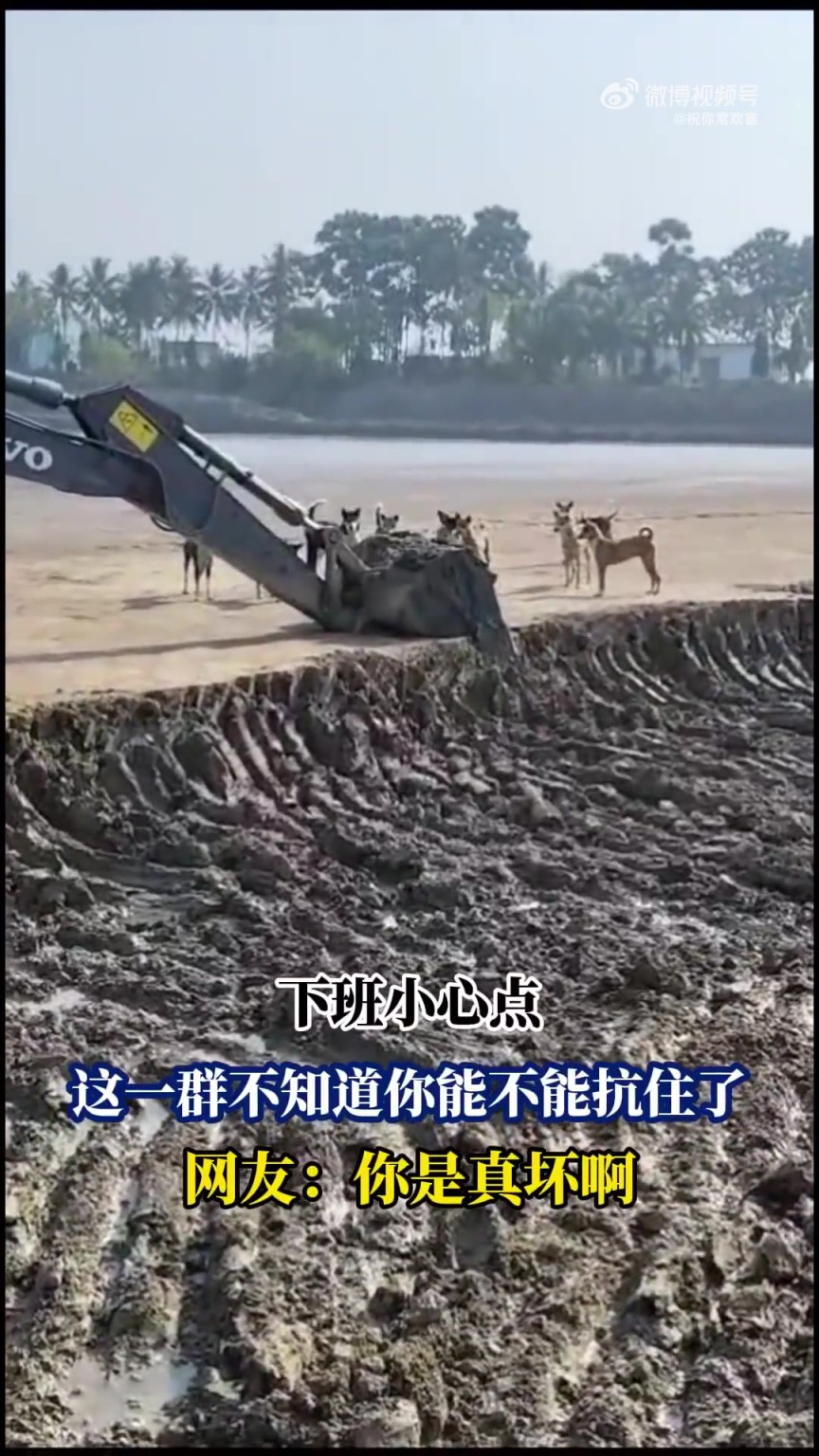 下班小心點，這一群不知道你能不能抗住了，網(wǎng)友：你是真壞??！