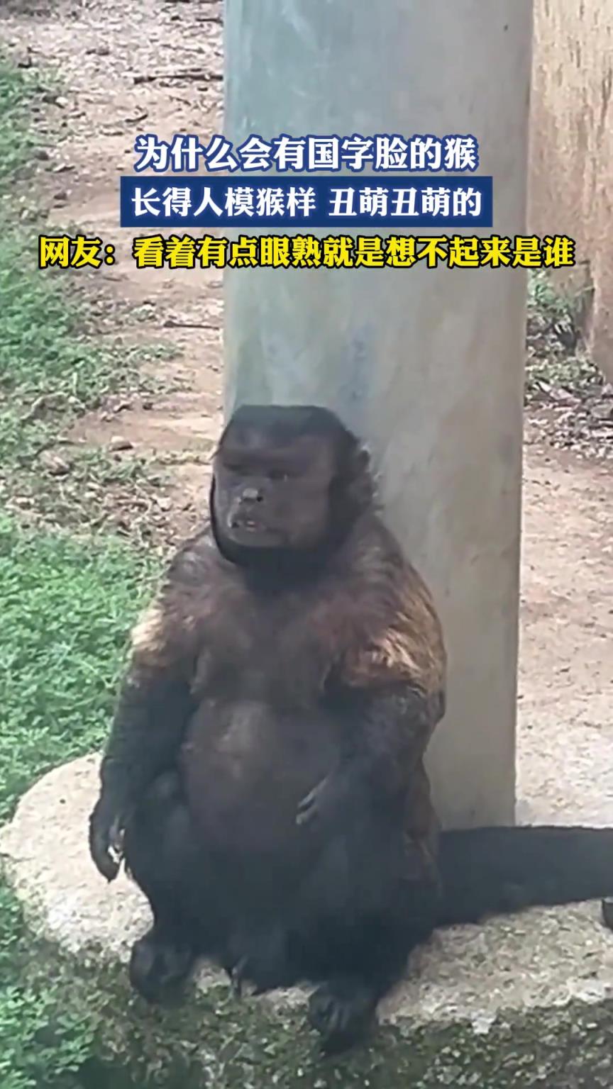 为什么会有国字脸的猴 长得人模猴样 丑萌丑萌的