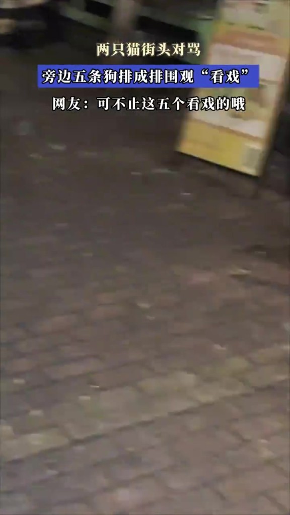 兩只貓街頭對罵 旁邊五條狗排成排圍觀看戲