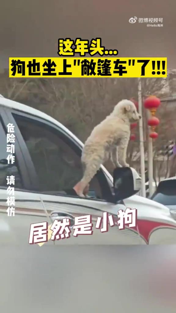 这年头...狗也坐上“敞篷车”了!