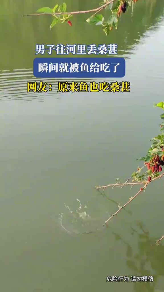 男子往河里丢桑葚，瞬间就被鱼给吃了