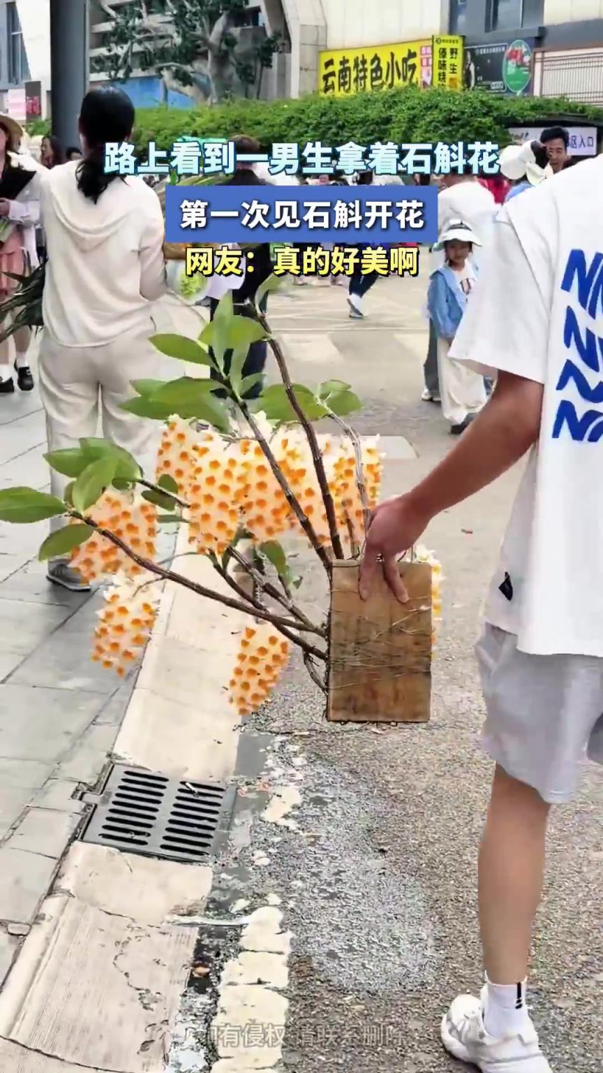 路上看到一男生拿着石斛花，第一次见石斛开花