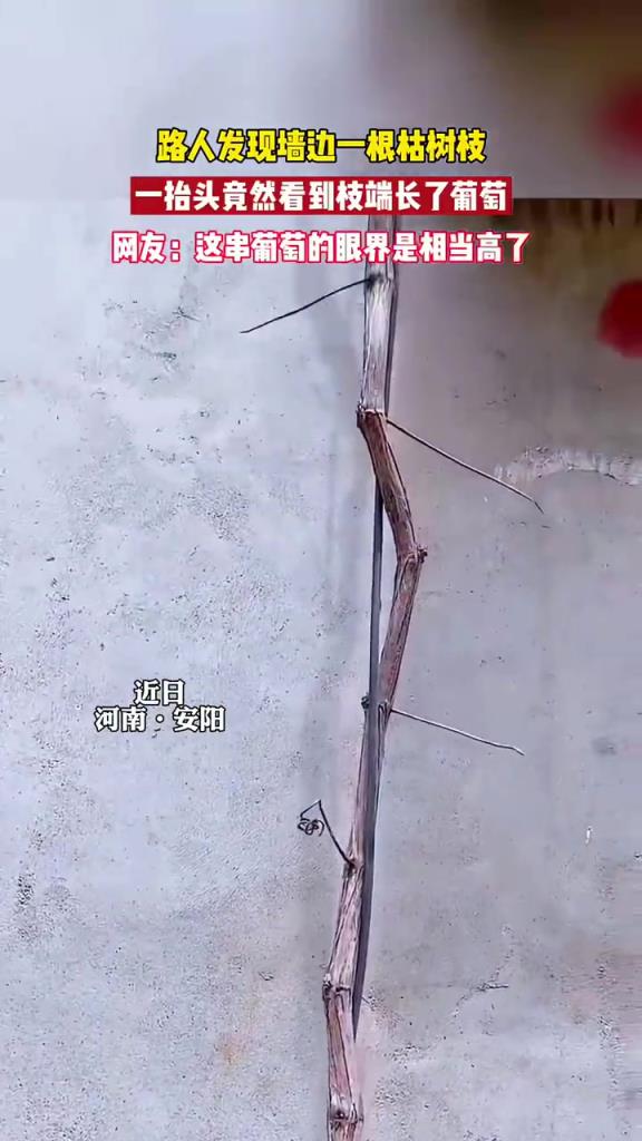 在墻邊發(fā)現(xiàn)了一根枯樹枝，一抬頭竟然看到長了葡萄！