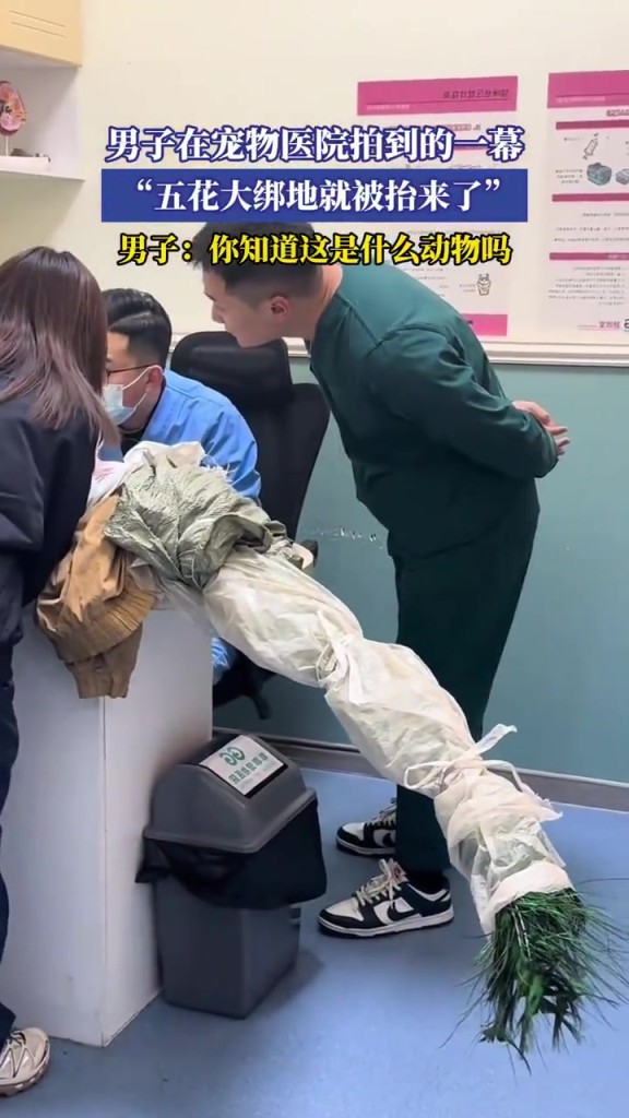男子在寵物醫(yī)院拍到的一幕，“五花大綁地就被抬來了”！