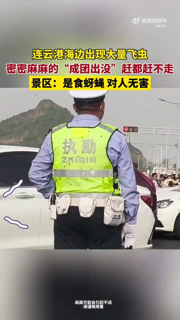 连云港海边出现大量飞虫 密密麻麻的成团出没 赶都赶不走