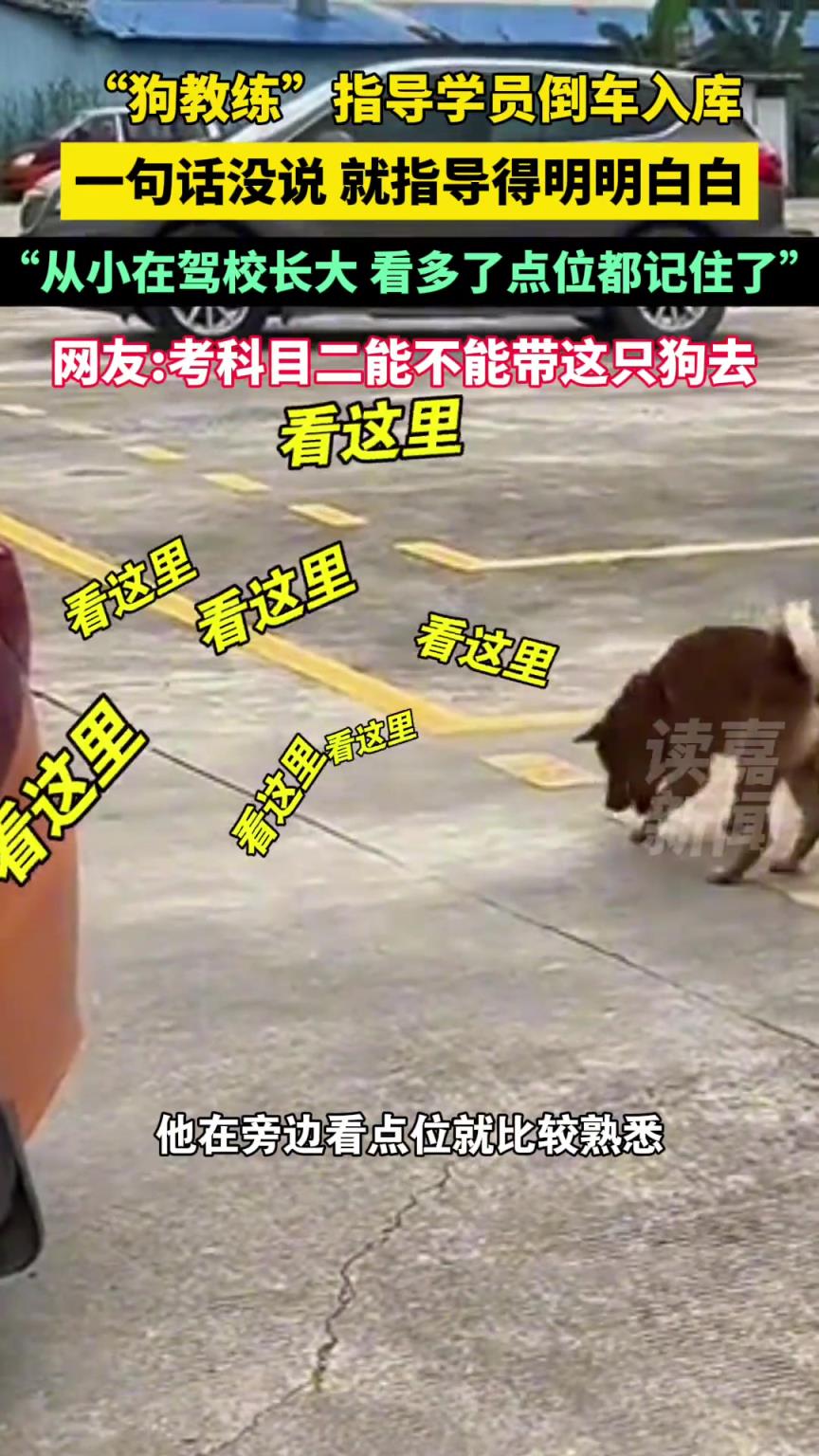 “狗教练 ”指导学员 倒车入库