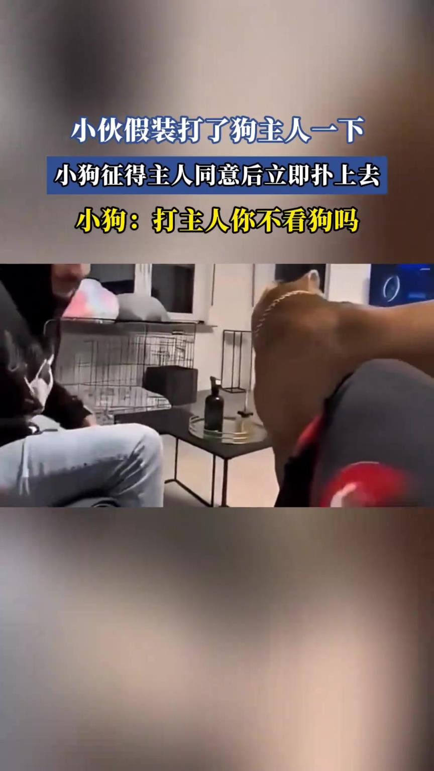 小伙假装打了狗主人一下，小狗征得主人同意后立即扑上去