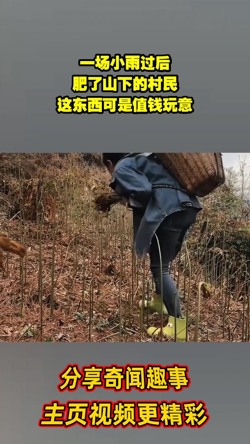 一场小雨过后，肥了山下的村民，这东西可是值钱玩意！