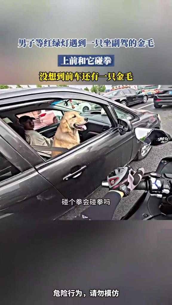 男子等红绿灯遇到一只坐副驾的金毛 上前和它碰拳