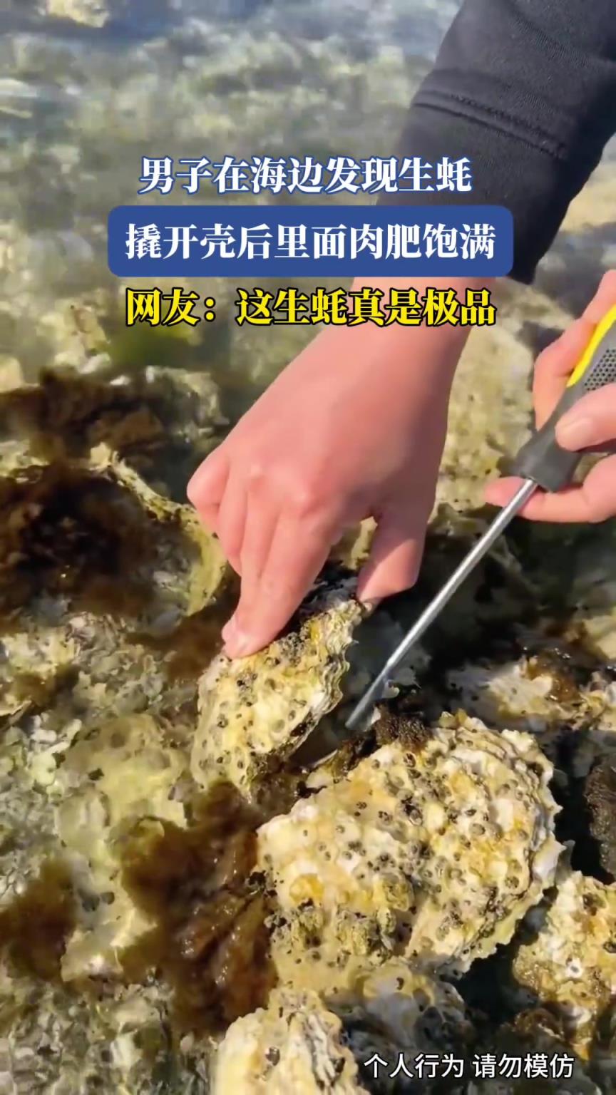 男子在海边发现生蚝，撬开壳后里面肉肥饱满