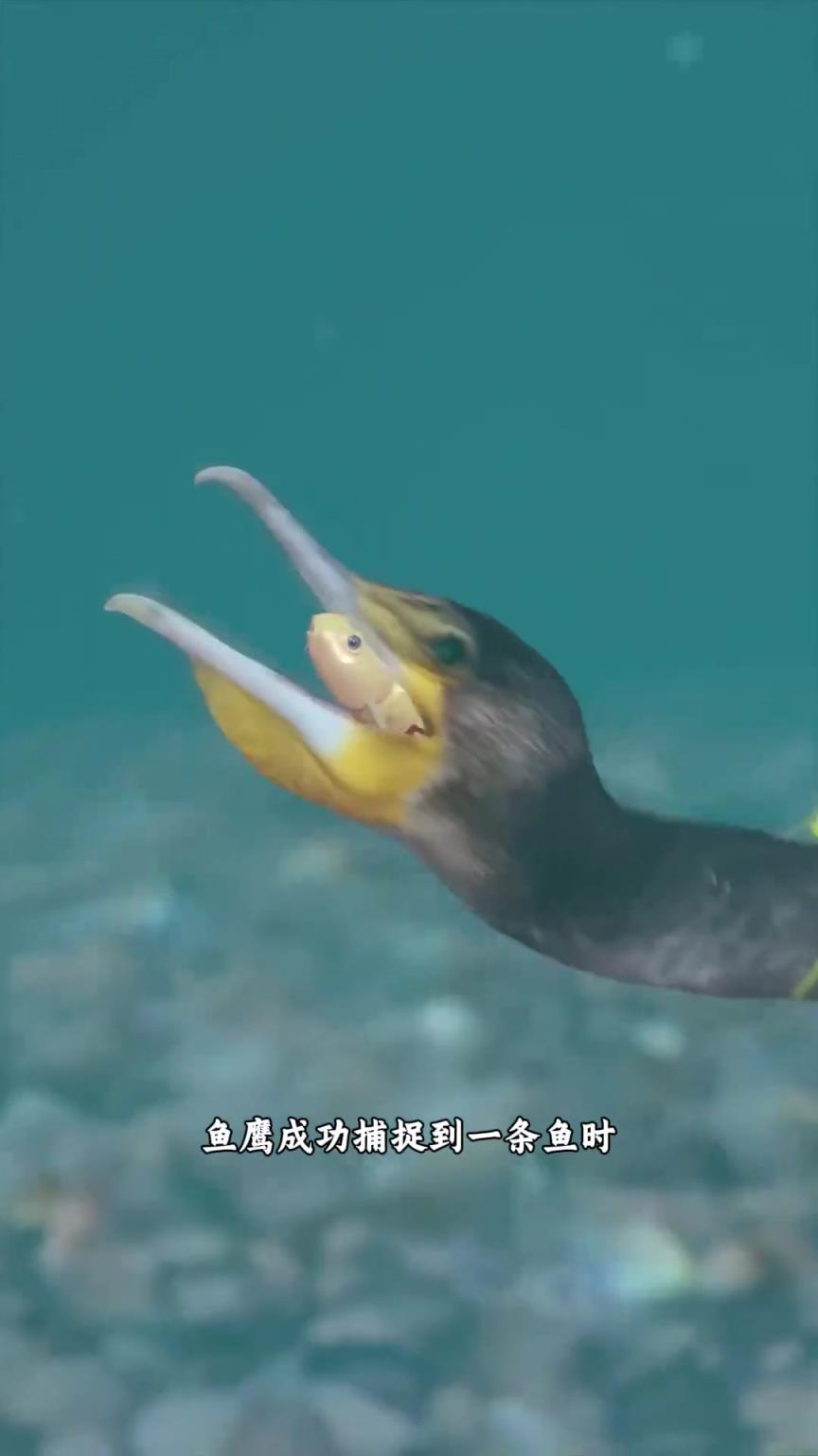 漁夫是如何通過(guò)魚(yú)鷹捕魚(yú)的？