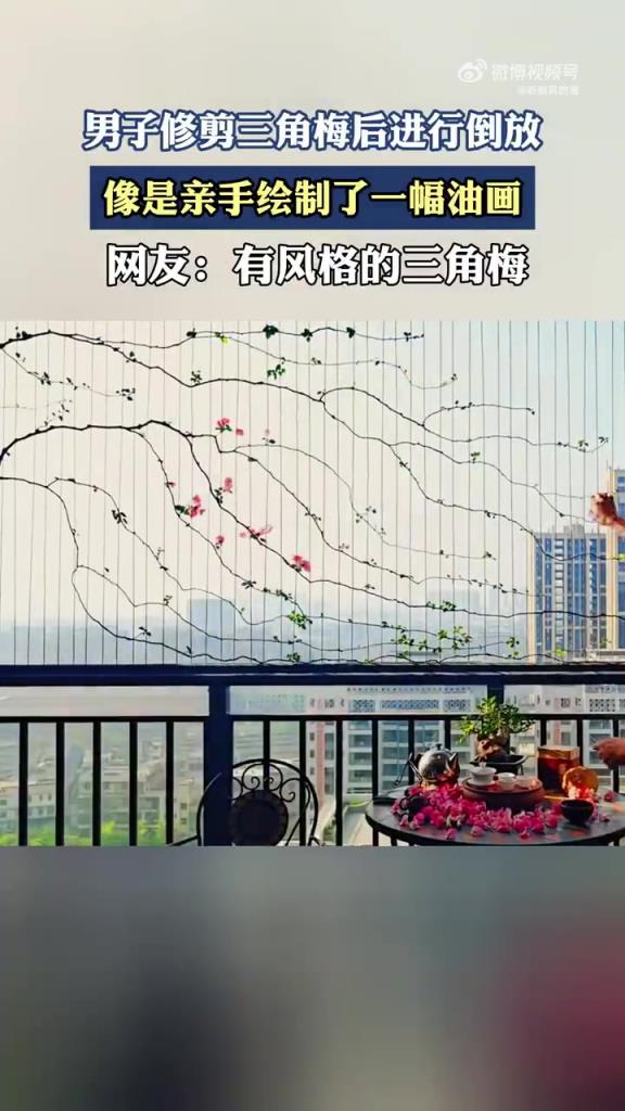 男子修剪三角梅后进行倒放，像是亲手绘制了一幅油画！