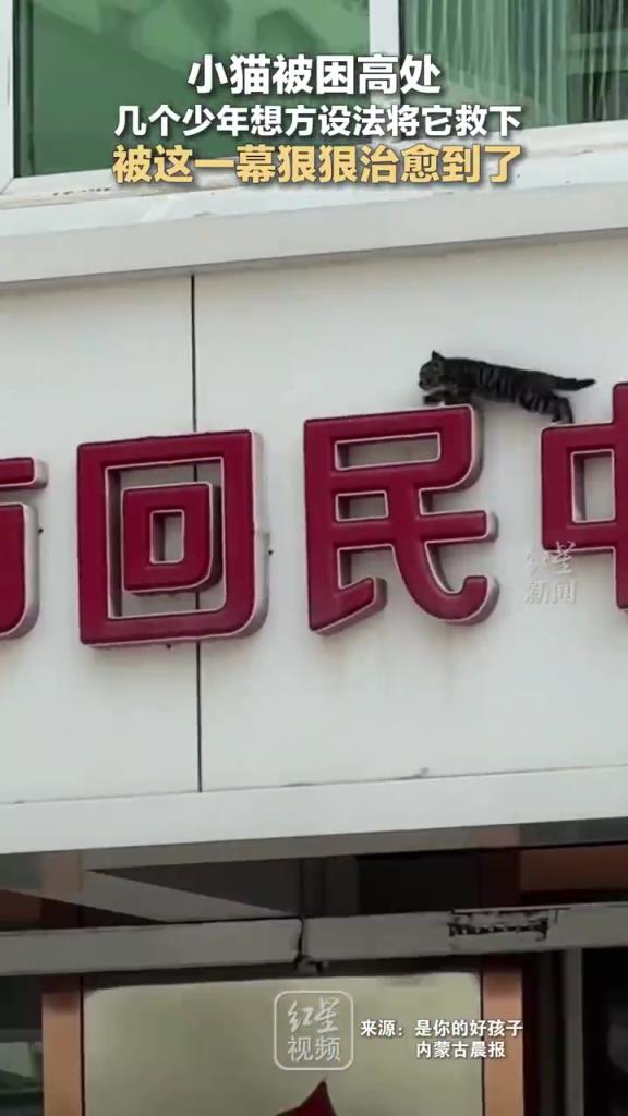 小猫被困在高处 几个少年绞尽脑汁终于把它救下