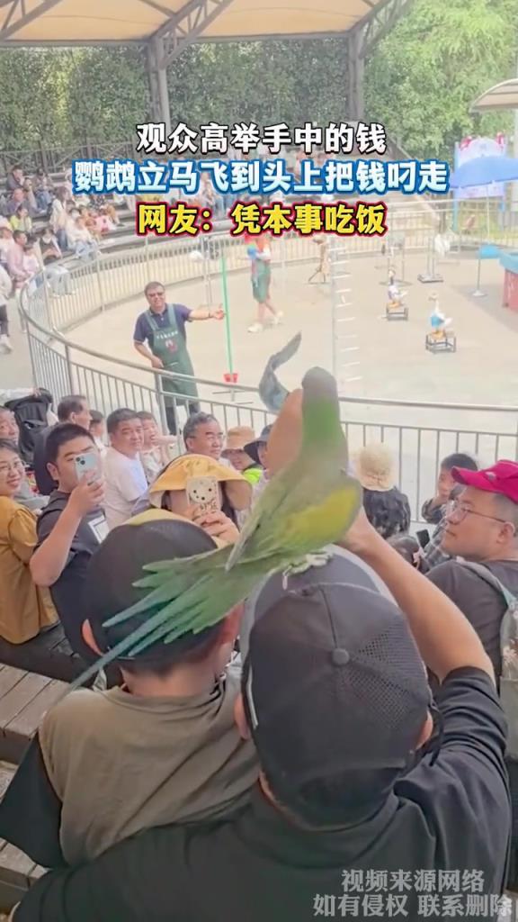 观众高举手中的钱,鹦鹉立马飞到头上把钱叼走,网友:凭本事吃饭