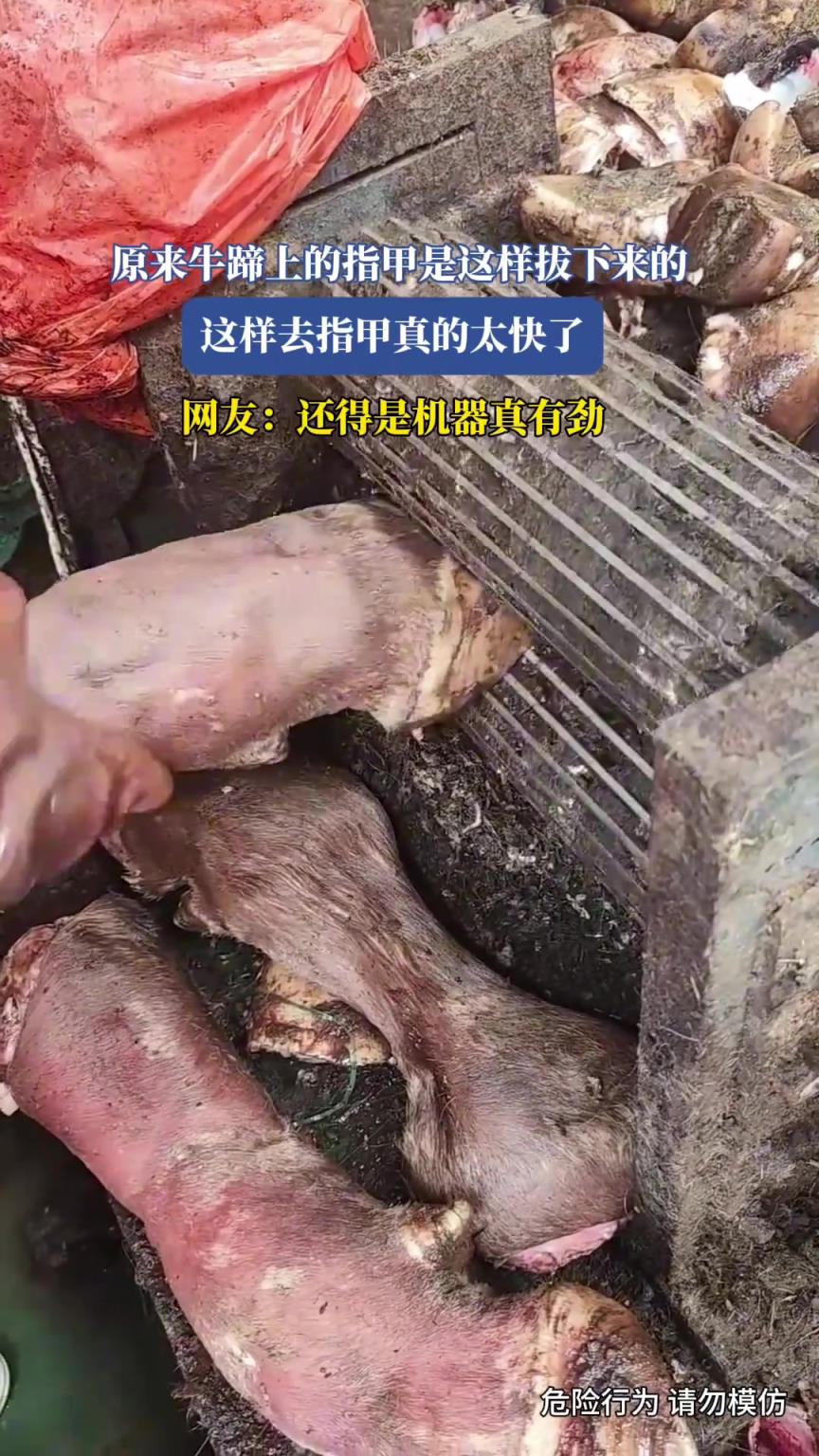 原来牛蹄上的指甲是这样拔下来的，这样去指甲真的太快了