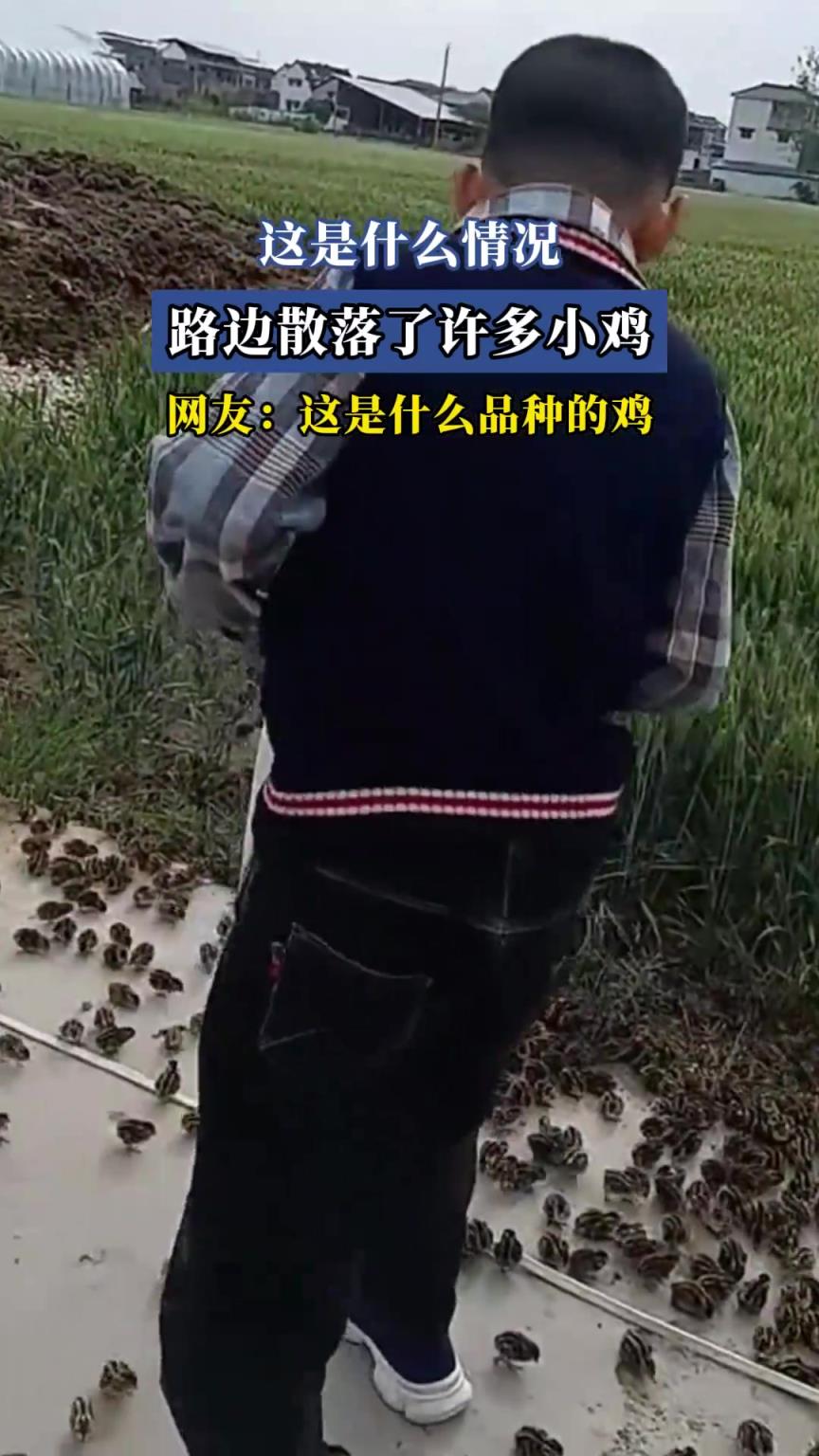 这是什么情况，路边散落了许多小鸡，网友：这是什么品种的鸡