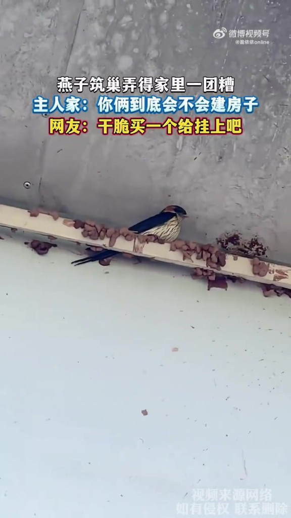 燕子筑巢弄得家里一團(tuán)糟，主人家：你倆到底會(huì)不會(huì)建房子