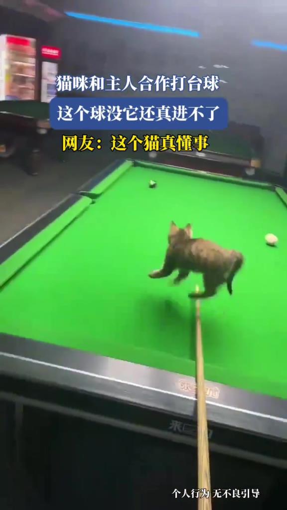 猫咪和主人合作打台球，这个球没它还真进不了