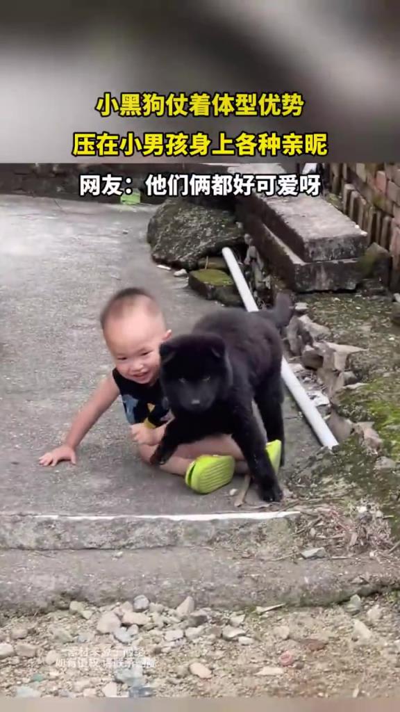 小黑狗仗着体型优势，压在小男孩身上各种亲昵