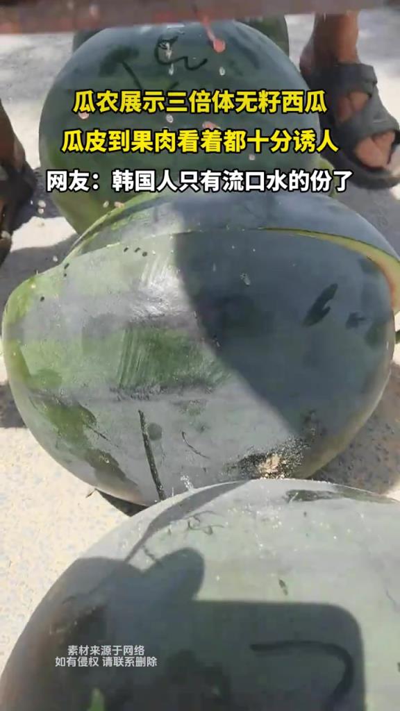 瓜農(nóng)展示三倍體無籽西瓜 瓜皮到果肉看著都十分誘人