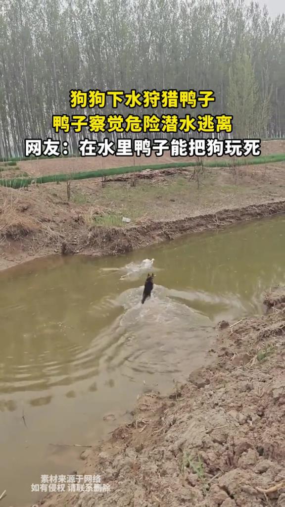 狗狗下水狩猎鸭子,鸭子察觉危险潜水逃离!!