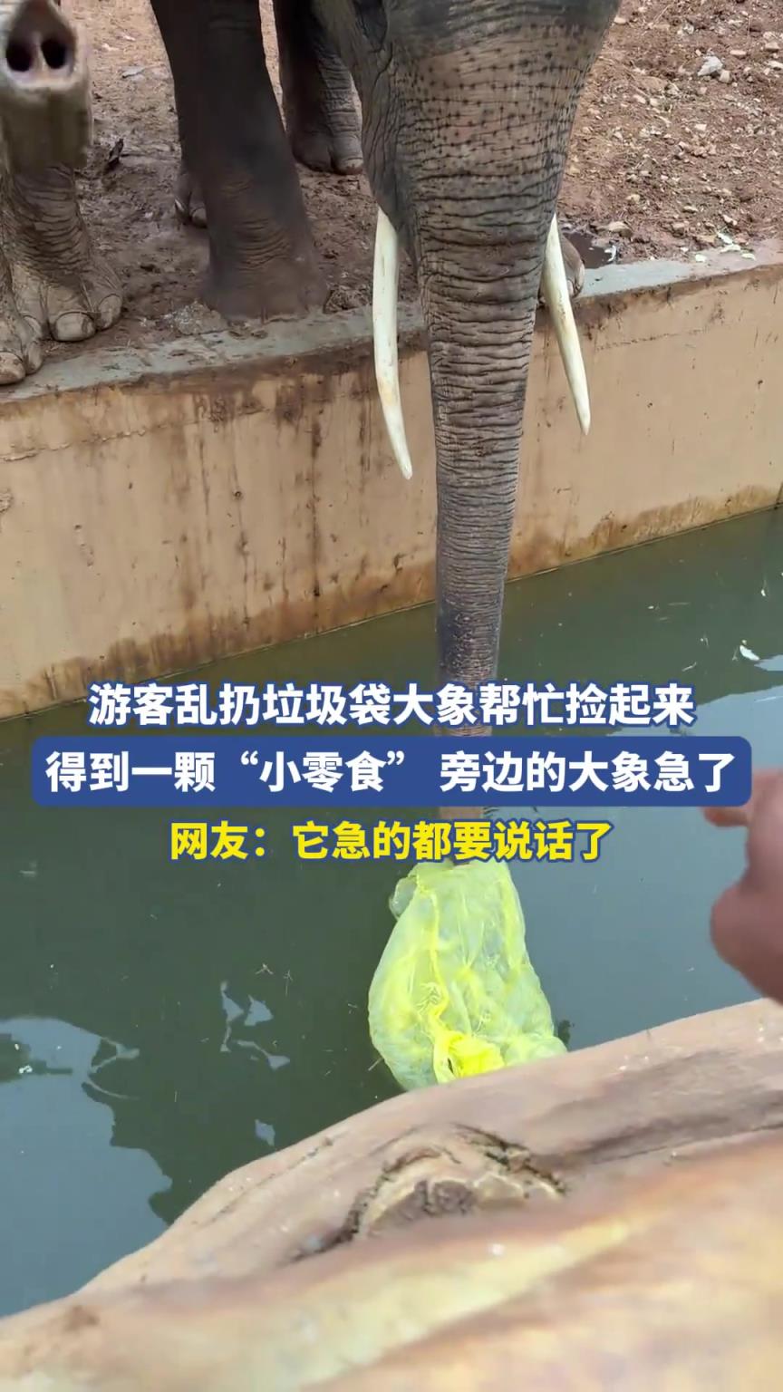 游客亂扔垃圾袋大象幫忙撿起來，得到一顆“小零食”