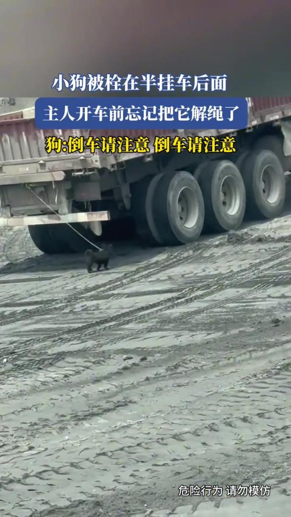 小狗被栓在半挂车后面,主人开车前忘记把它解绳了!!
