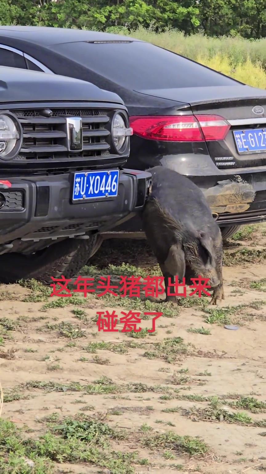黑猪：挠你车是看得起你，别不知好歹