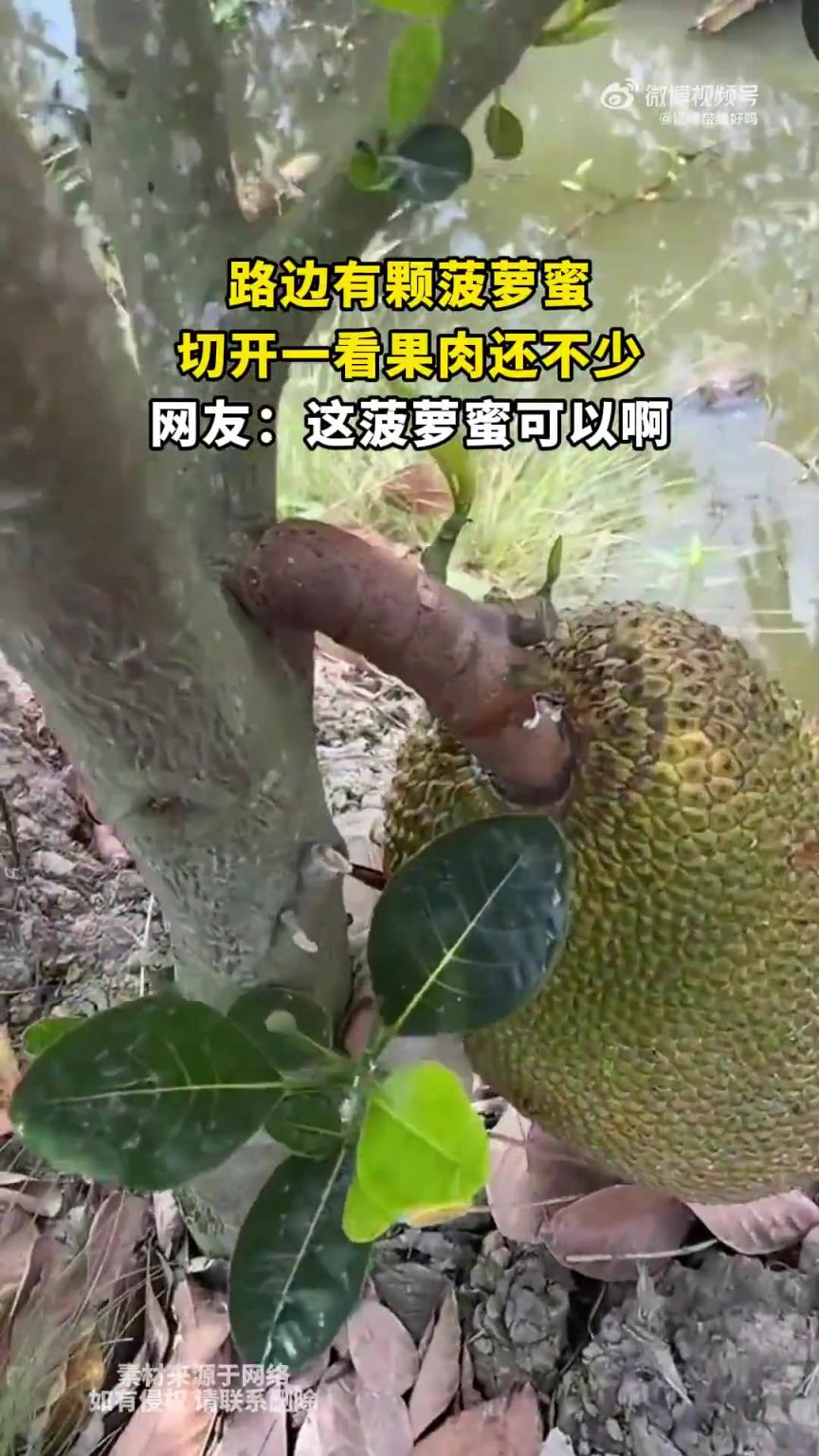 路边有颗菠萝蜜，切开一看果肉还不少，网友：这菠萝蜜可以啊
