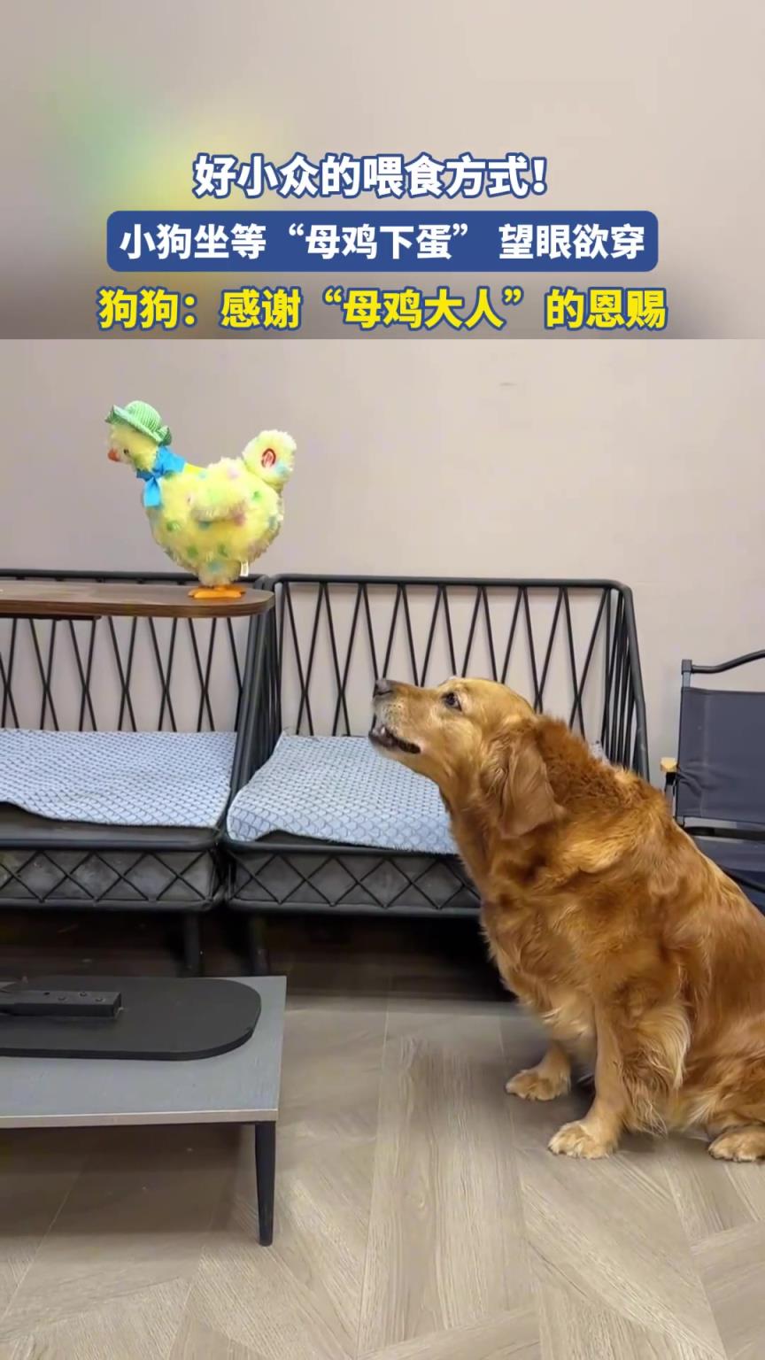 好小众的喂食方式！小狗坐等母鸡“下蛋”望眼欲穿