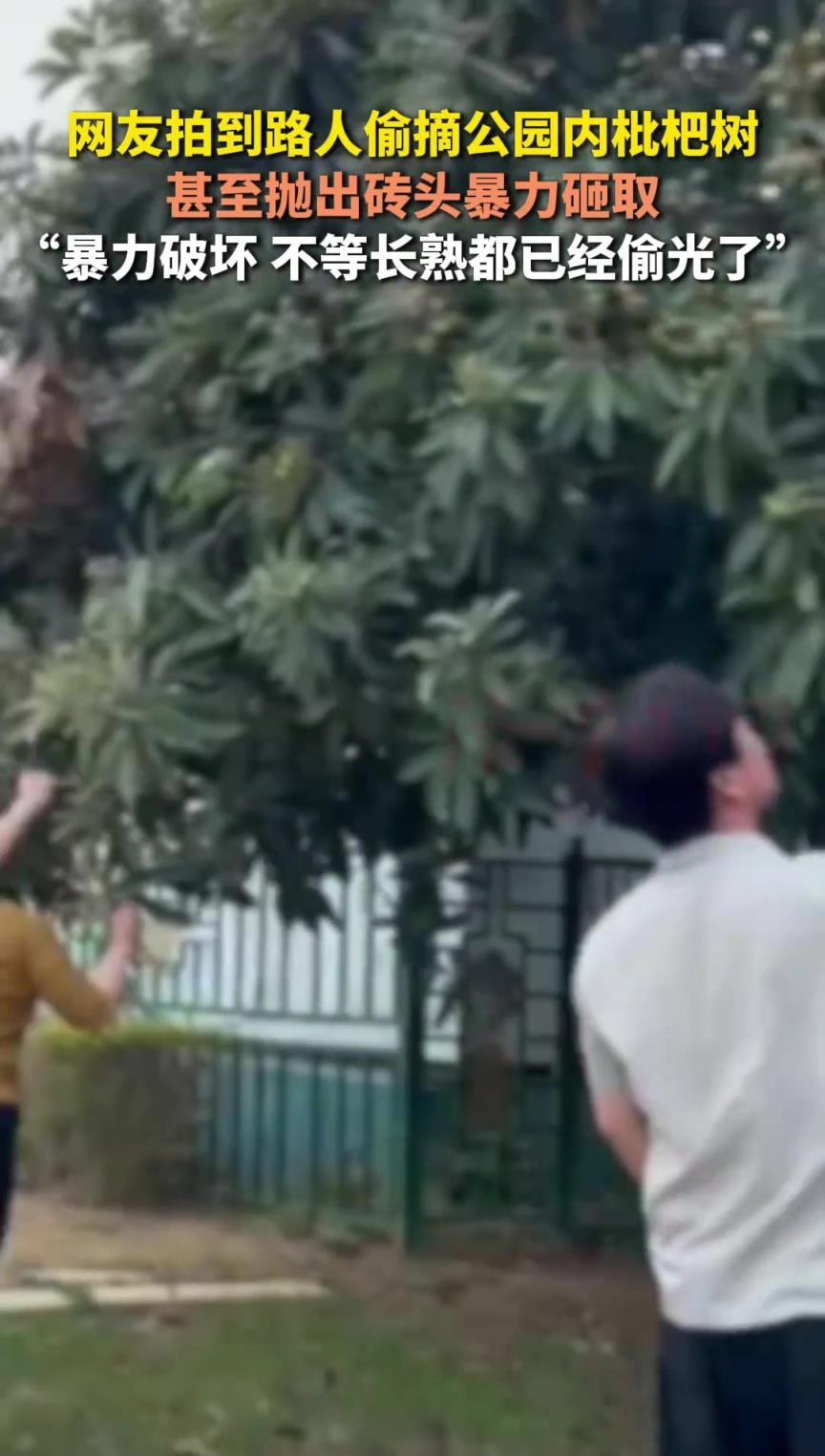 網(wǎng)友拍到路人偷摘公園內(nèi)枇杷樹，甚至拋出磚頭暴力砸取