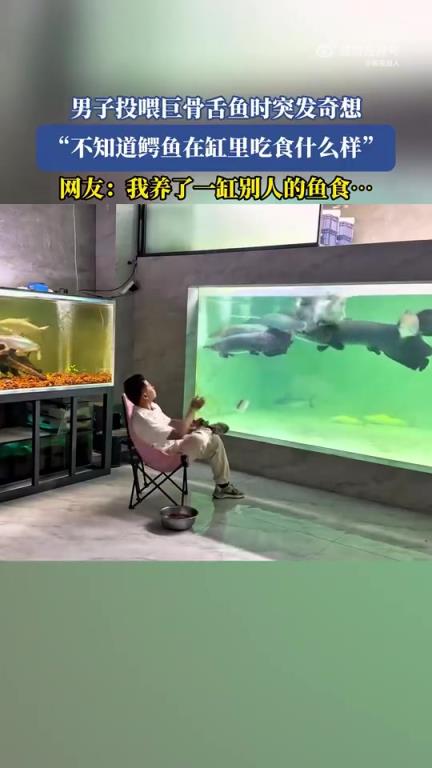 男子投喂巨骨舌魚時突發(fā)奇想：想看鱷魚缸里吃食