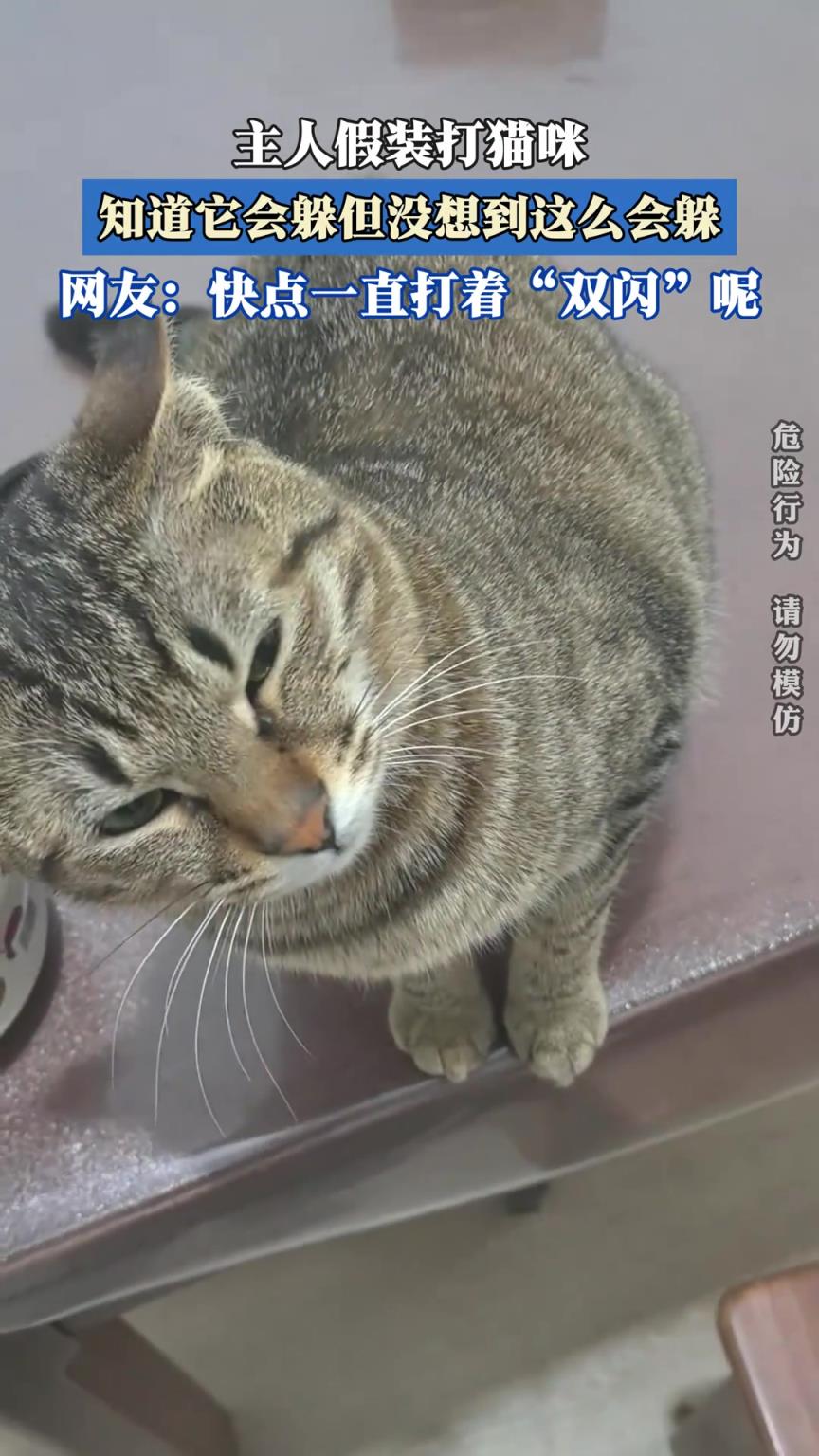 主人假装打猫咪，知道它会躲但没想到这么会躲