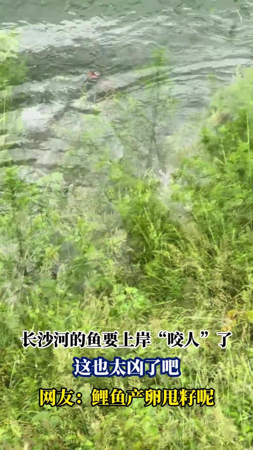 长沙河的鱼要上岸“咬人”了，这也太凶了吧，网友：鲤鱼产卵甩籽