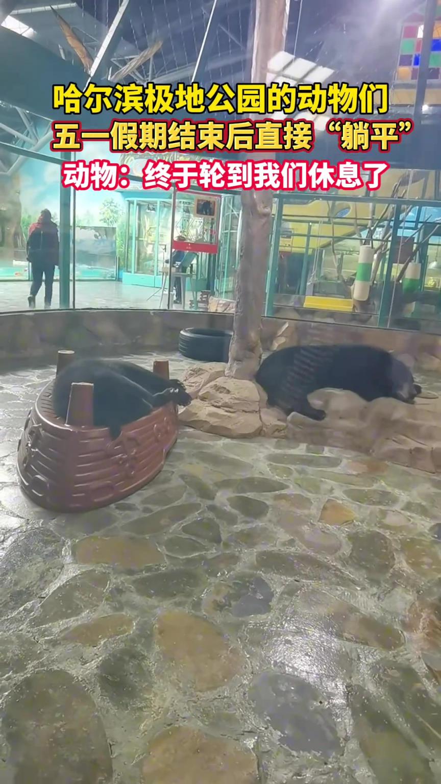 哈尔滨极地公园的动物们 五一假期结束后直接躺平