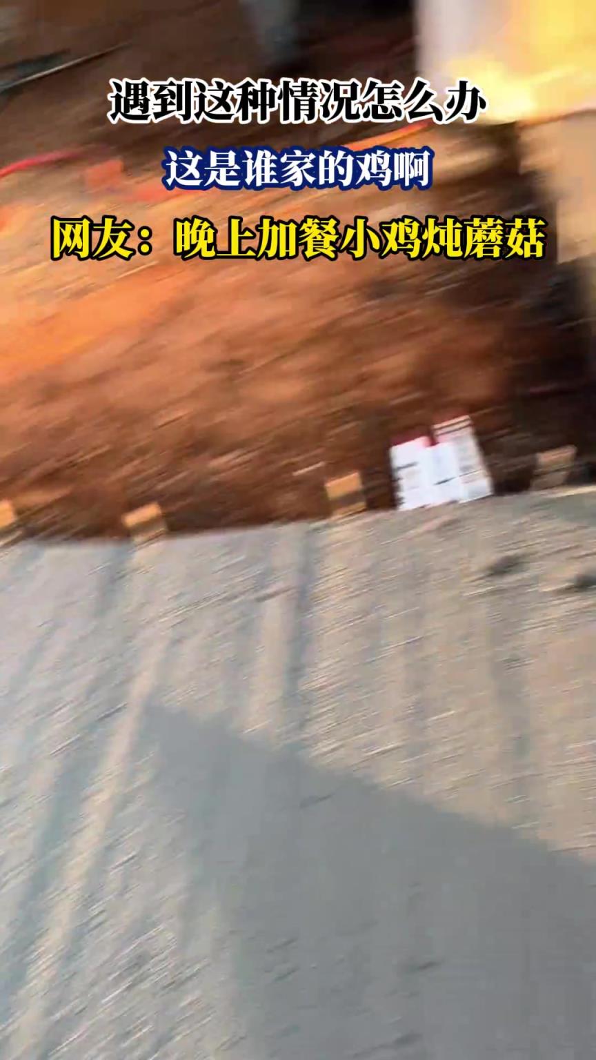遇到这种情况怎么办，这是谁家的鸡啊，网友：晚上加餐小鸡炖蘑菇