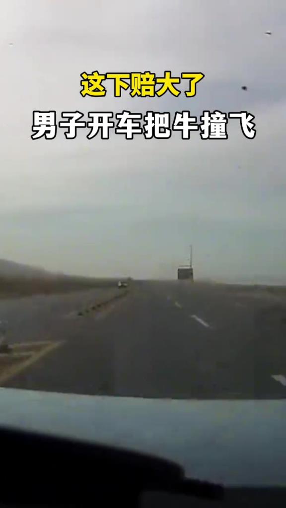 这下赔大了 男子开车把牛撞飞