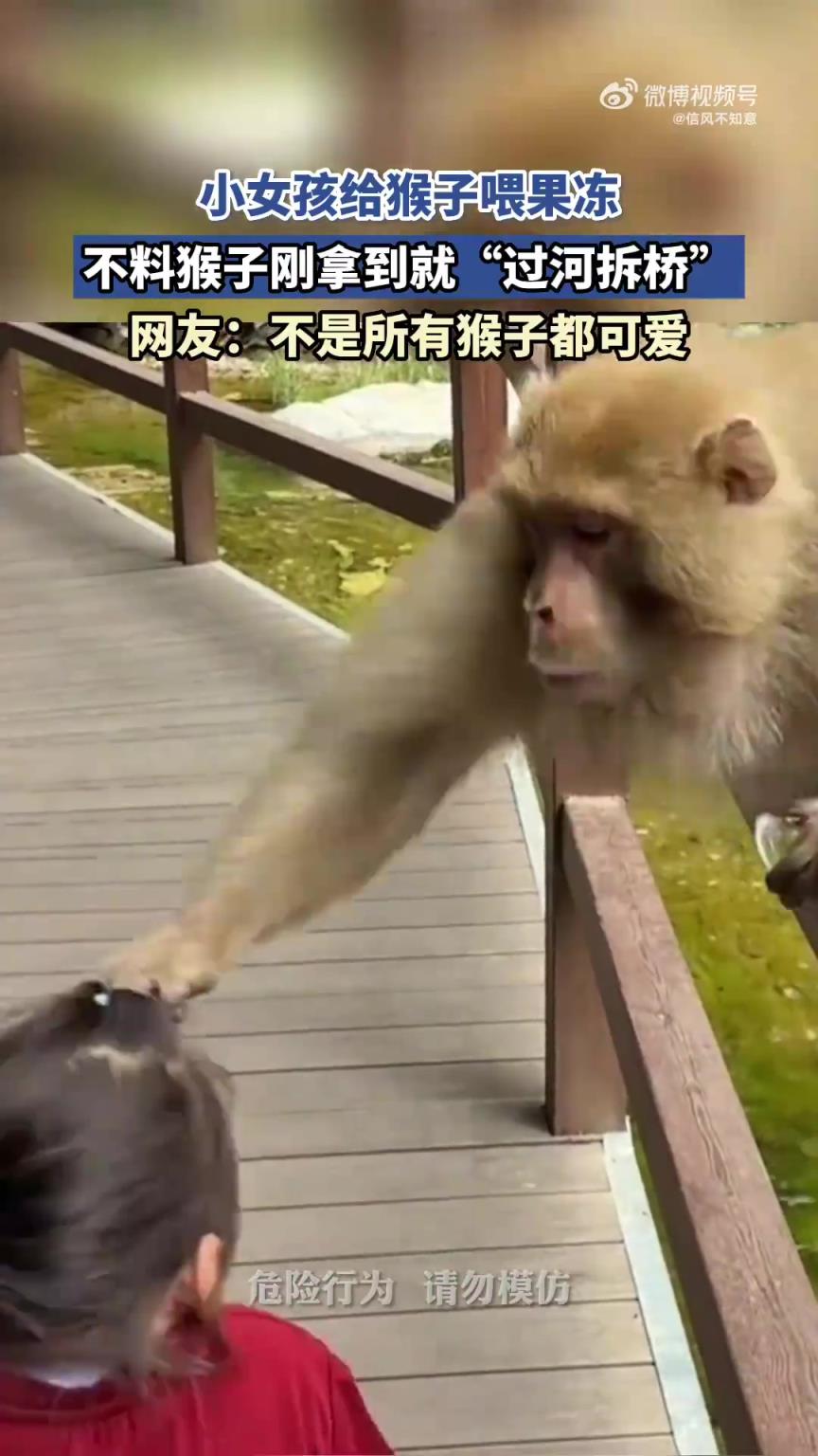 小女孩喂猴子果冻，猴子刚拿到就“翻脸”
