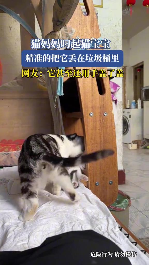 貓媽媽叼起貓寶寶,精準(zhǔn)的把它丟在垃圾桶里!