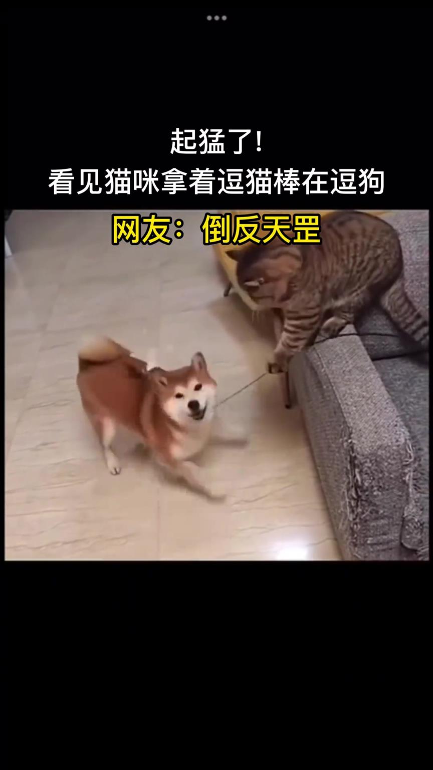 貓：今天沒事逗個狗玩